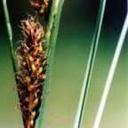Carex hirta