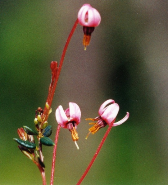 20030610_les-genevez_vaccinium_oxycoccos_01.jpg