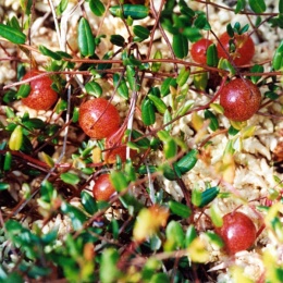 Vaccinium oxycoccos