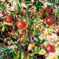 20030610_les-genevez_vaccinium_oxycoccos_02.jpg