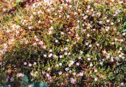 Vaccinium oxycoccos