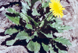 Hieracium humile, Petit épervière