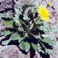 20030615_moutier_gorges_hieracium_humile_01.jpg