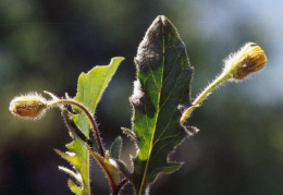 Hieracium humile, Petit épervière