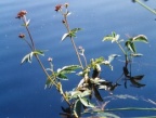 Potentilla palustris