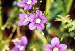 Legousia speculum-veneris, Miroir de Vénus