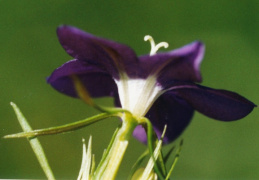 Legousia speculum-veneris, Miroir de Vénus