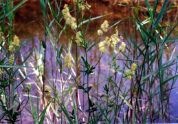 Thalictrum flavum, Pigamon jaune