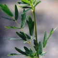 20030618_clos-du-doubs_st-ursanne_thalictrum_flavum_02.jpg