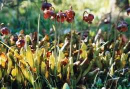 Sarracenia purpurea