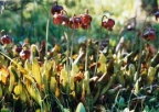 Sarracenia purpurea