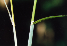 Glyceria notata