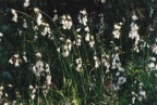 Eriophorum latifolium, Linaigrette à larges feuilles