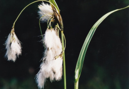 Eriophorum latifolium, Linaigrette à larges feuilles