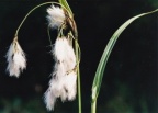 Eriophorum latifolium, Linaigrette à larges feuilles