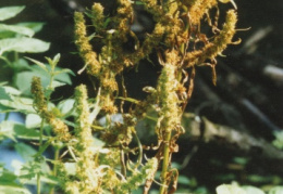 Rumex maritimus