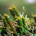 20030715_cormoret_petit-chasseral_selaginella_selaginoides.jpg