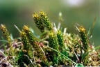 Selaginella selaginoides, Sélaginelle spinuleuse