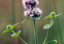 Mentha aquatica, Menthe aquatique