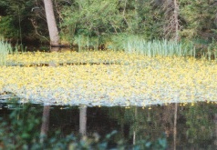 Nymphoides peltata, Petit nénuphar