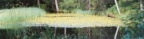 Nymphoides peltata, Petit nénuphar