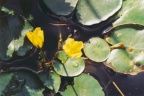 Nymphoides peltata, Petit nénuphar