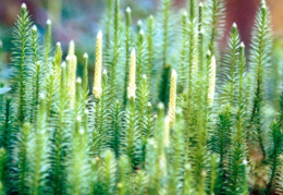 Lycopodium annotinum, Lycopode à rameaux d'un an