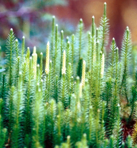 20030803_saignelegier_la-gruere_lycopodium_annotinum_01.jpg