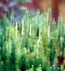 Lycopodium annotinum, Lycopode à rameaux d'un an