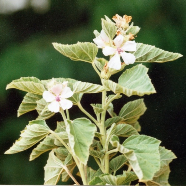 20030819_grandval_althaea_officinalis_01.jpg