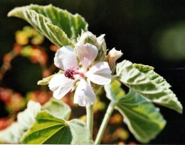 Althaea officinalis
