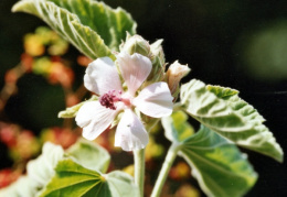 Althaea officinalis