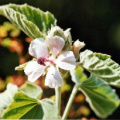 20030819_grandval_althaea_officinalis_02.jpg