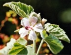 Althaea officinalis