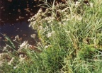 Achillea ptarmica, Achillée ptarmique