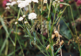 Achillea ptarmica, Achillée ptarmique