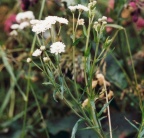 Achillea ptarmica, Achillée ptarmique