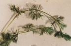Ranunculus circinatus, Renoncule en crosse