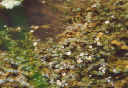 Ranunculus circinatus, Renoncule en crosse