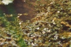 Ranunculus circinatus, Renoncule en crosse