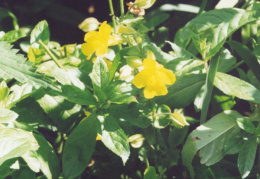 Mimulus guttatus, Mimule tacheté