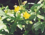 Mimulus guttatus, Mimule tacheté