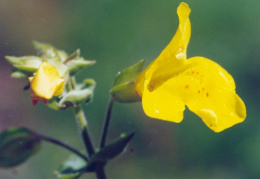 Mimulus guttatus, Mimule tacheté