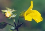 Mimulus guttatus, Mimule tacheté