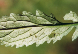 Senecio aquaticus, Séneçon aquatique