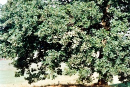 Quercus robur, Chêne pédonculé