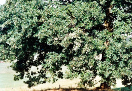 Quercus robur, Chêne pédonculé