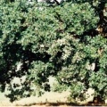 20030902_bonfol_quercus_robur_01.jpg