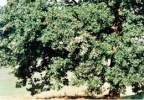 Quercus robur