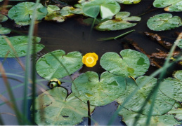 Nuphar lutea, Nénuphar jaune